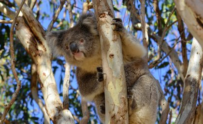 Koala-in-a-gum-tree